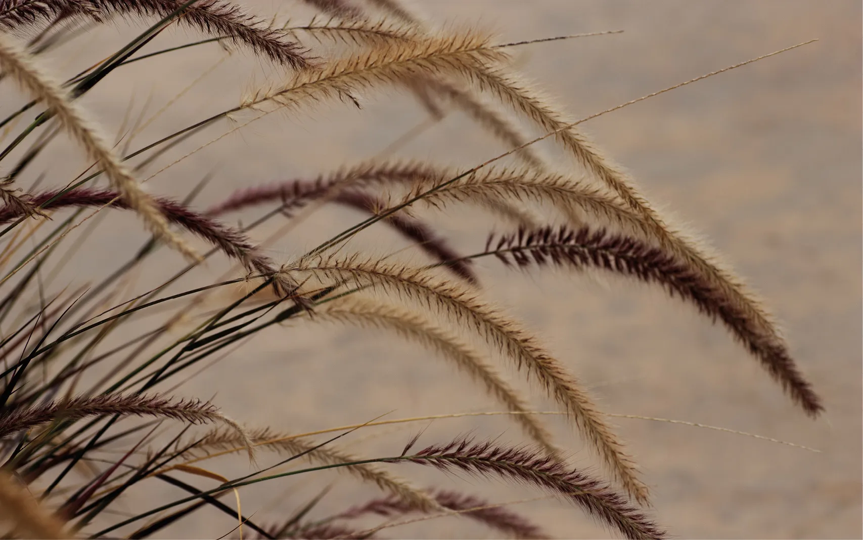 Moderne Küche mit hellen Unterschränken, natürlicher Holzarbeitsplatte, vertikaler Design-Rückwand in Beige, Edelstahlspüle, Induktionskochfeld und schwarzem Backofen. Stilvolle Küchenaccessoires sorgen für ein harmonisches, zeitgemäßes Küchendesign.